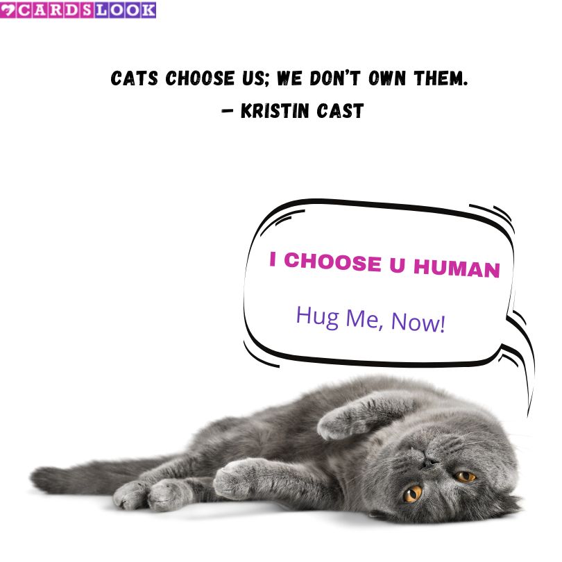 “Cats choose us; we don’t own them.” – Kristin Cast