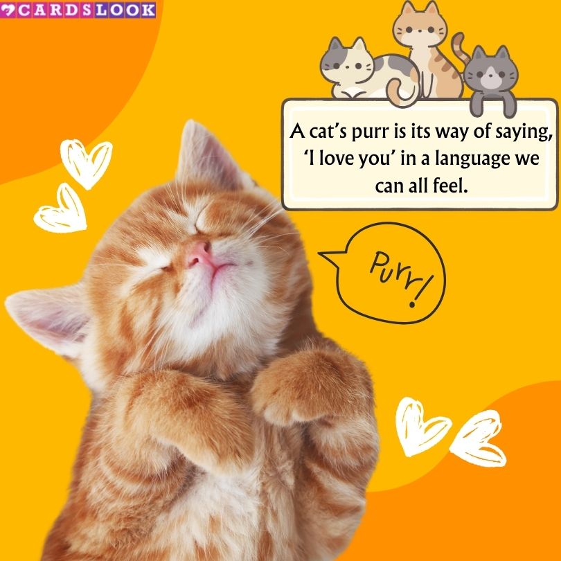 “A cat’s purr is its way of saying, ‘I love you’ in a language we can all feel.” – Unknown