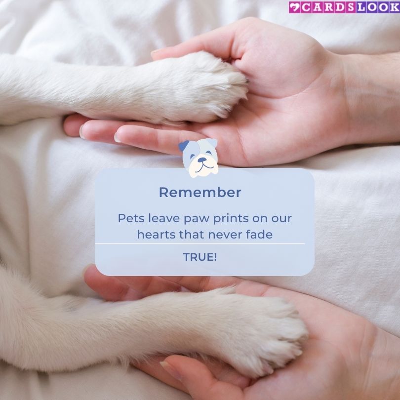 “Pets leave paw prints on our hearts that never fade.” – Unknown
